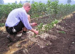 Дослідження в плодовому розсаднику