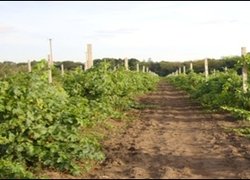 Дослідний виноградник УНУС