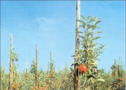 Щедре плодоношення дворічних яблунь у голландському саду
