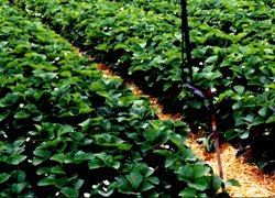 Дослідні ділянки суниць замульчовано органічним субстратом
