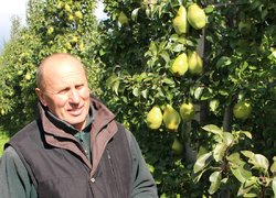 Щедрий врожай в саду Анатолія Чорного, голови ФГ «Яніс», Заслуженого працівника сільського господарства України