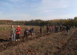 Вибирання саджанців за викопувальним агрегатом