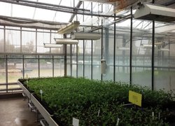 Отриманий з in vitro підщепний матеріал дорощують у контрольованих умовах