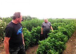 Директор Артемівської дослідної станції розсадництва Євген Розсоха (справа) оглядає безвірусні маточники Колта - підщепи черешні