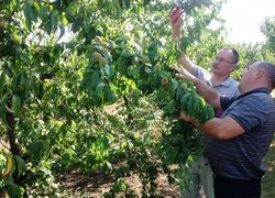 Доктор Марек Сітарек (на задньому плані) демонструє маточні дерева підщепи персик манчжурський