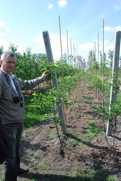 Сучасна модель яблуневого саду потребує солідної шпалери