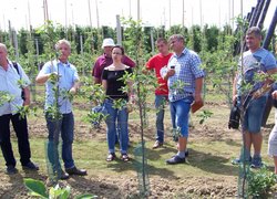Так виглядає новозакладений яблуневий сад в Голландії
