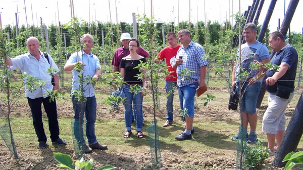 Так виглядає новозакладений яблуневий сад в Голландії