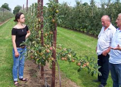 Так сад плодоносить в другому від садіння році