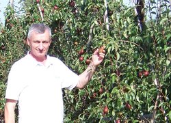 Новий спосіб формування дерев груші оглядає Олександр Мельник