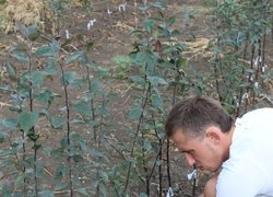 Хід конкурсного окулірування:  підготовка підщеп