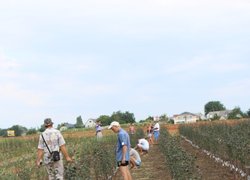 Хід конкурсного окулірування:  окулірування та оцінювання