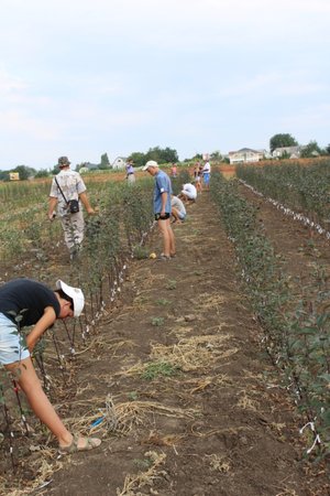 Хід конкурсного окулірування:  окулірування та оцінювання