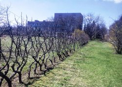 Спадщина професора–садівника