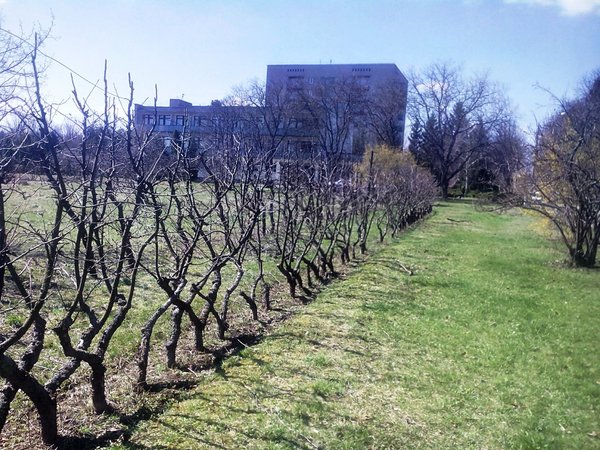 Спадщина професора–садівника