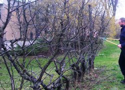 Спадщина професора–садівника