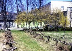 Спадщина професора–садівника