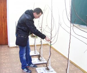 XVI Всеукраїнська студентська олімпіада з дисципліни «Плодоовочівництво і виноградарство»: практичне завдання з плодівництва