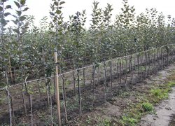 Науково–практичний семінар із садівництва: фермерське господарство «Гадз»