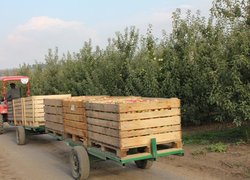 Садівничий потяг із зібраними плодами