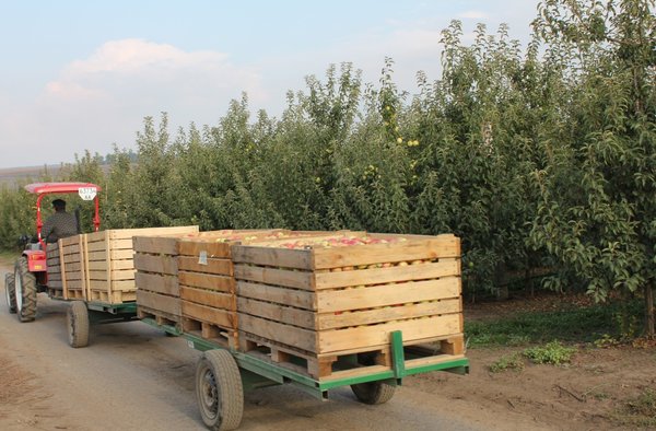 Садівничий потяг із зібраними плодами