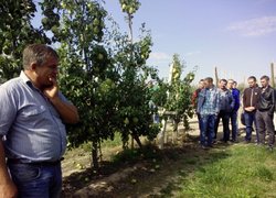 Директор Смульський О.І. у насадженні груші сорту Ноябрська