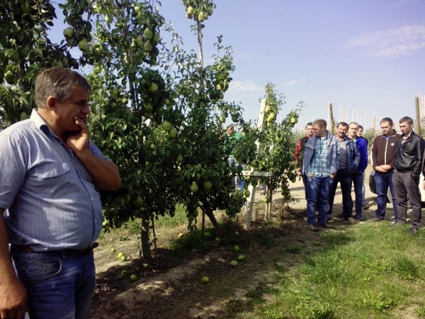 Директор Смульський О.І. у насадженні груші сорту Ноябрська