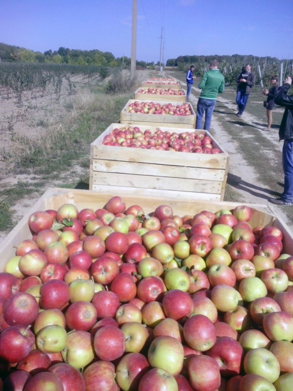 «Потяг» з 5–7 контейнерів
