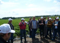 Біля насаджень суниці