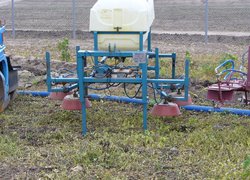 Насадження чорниці