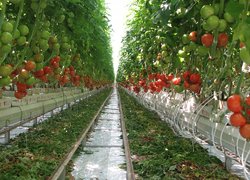 Horticulture and viticulture