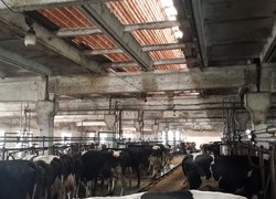 Огляд тваринницької ферми господарства «Агрофірма «Базис»