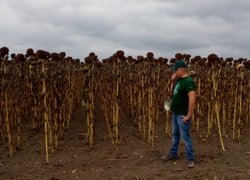 Викладачі та студенти Уманського НУС відвідали День поля фірми «Pioneer»