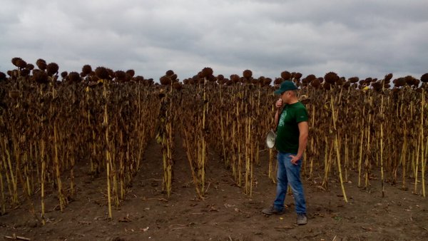 Викладачі та студенти Уманського НУС відвідали День поля фірми «Pioneer»