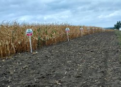 Викладачі та студенти Уманського НУС відвідали День поля фірми «Pioneer»
