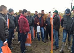 Представник компанії KWS розповідає про  сорт кукурудзи КРАБАС