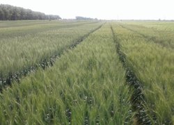 Всеукраїнський День поля та саду