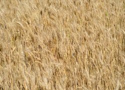 Інноваційність та актуальність наукових досліджень вчених УНУС