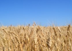 Інноваційність та актуальність наукових досліджень вчених УНУС