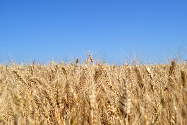 Інноваційність та актуальність наукових досліджень вчених УНУС