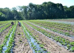 Інноваційність та актуальність наукових досліджень вчених УНУС