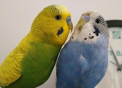 18 квітня – Pet Owners Independence Day
