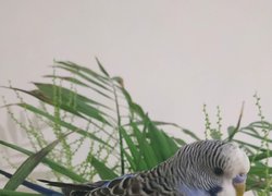 18 квітня – Pet Owners Independence Day