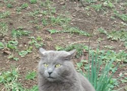 18 квітня – Pet Owners Independence Day