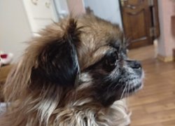 18 квітня – Pet Owners Independence Day