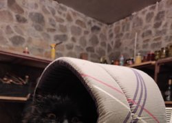 18 квітня – Pet Owners Independence Day
