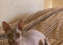 18 квітня – Pet Owners Independence Day