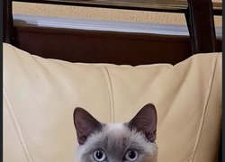18 квітня – Pet Owners Independence Day