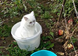 18 квітня – Pet Owners Independence Day