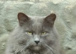 18 квітня – Pet Owners Independence Day